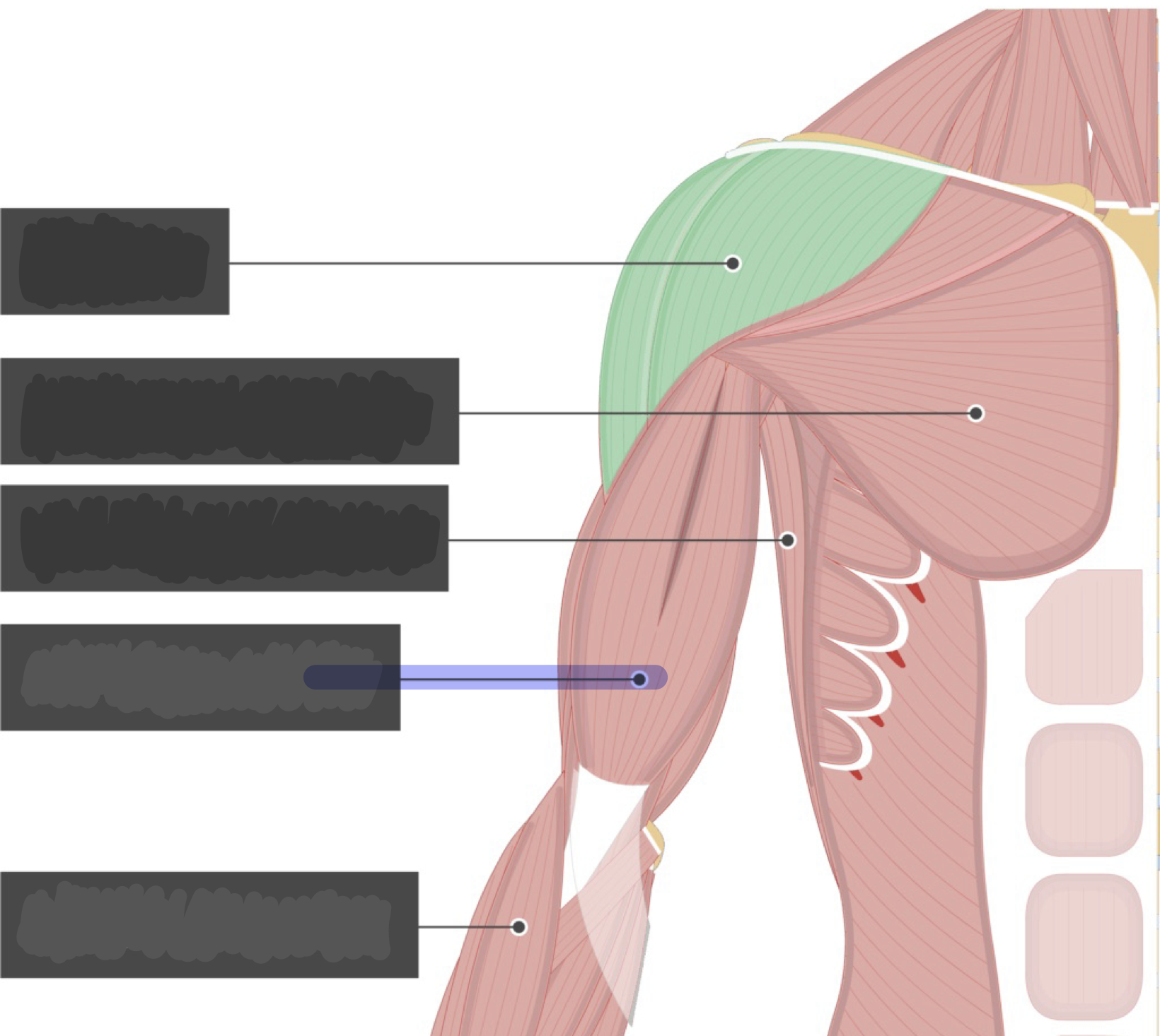 <p>Flexes elbow (forearm); supination of forearmInsertion: radial tuberosity</p>