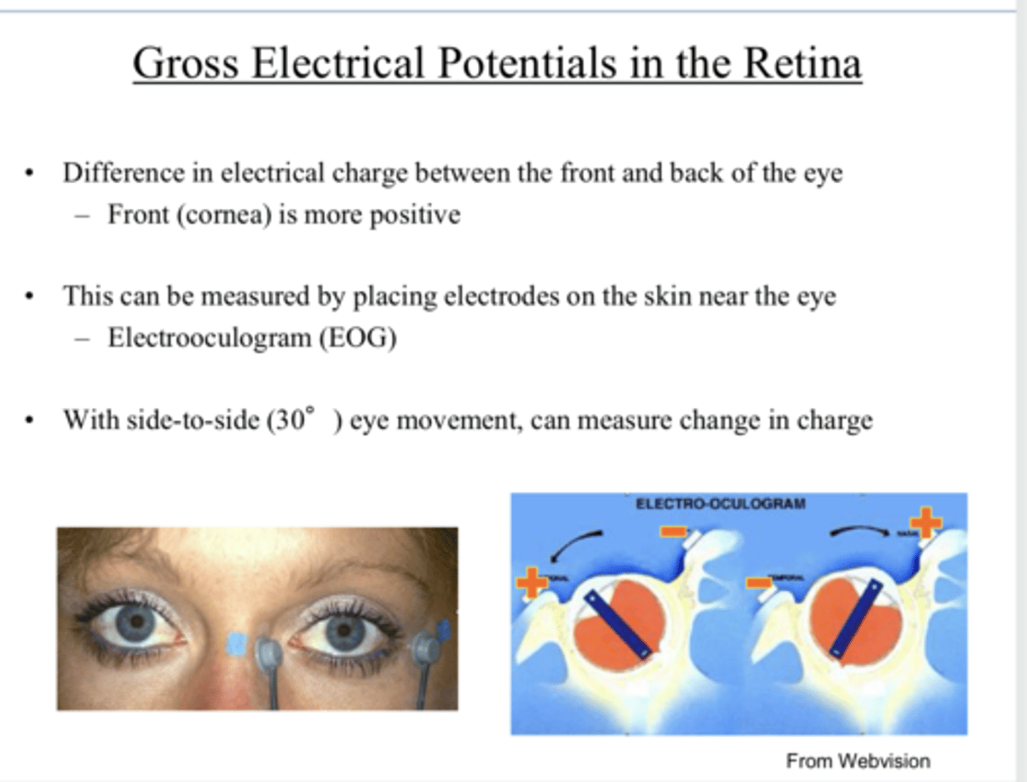 <p>Is there a difference in electrical charge between the front and the back of the eye?</p>