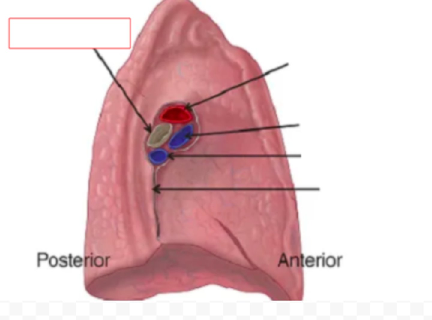 <p>midline region where the bronchi, blood vessels, and nerves enter and exit the lungs</p>