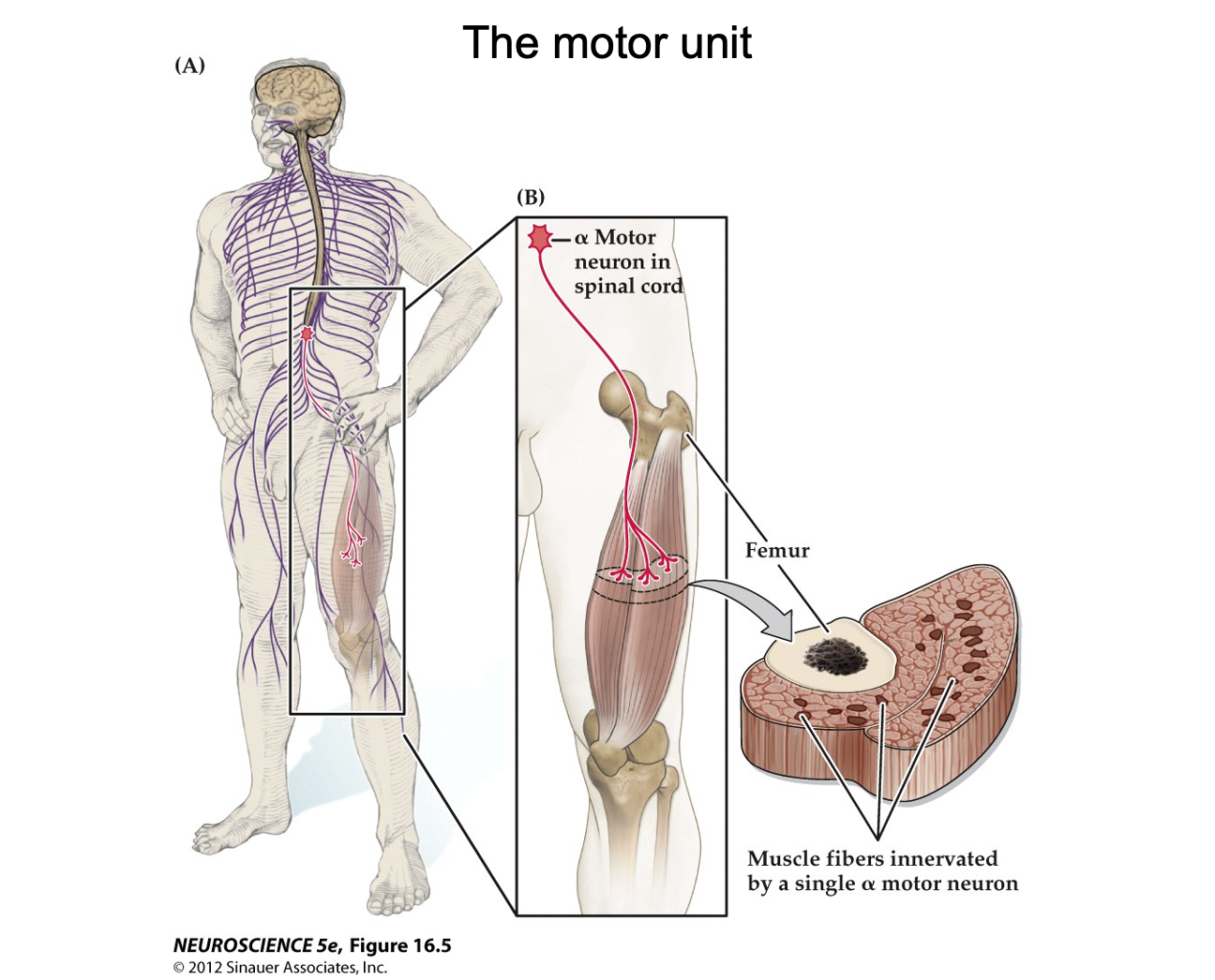 <p>Why do all the muscle fibers in a motor unit contract simultaneously?</p>