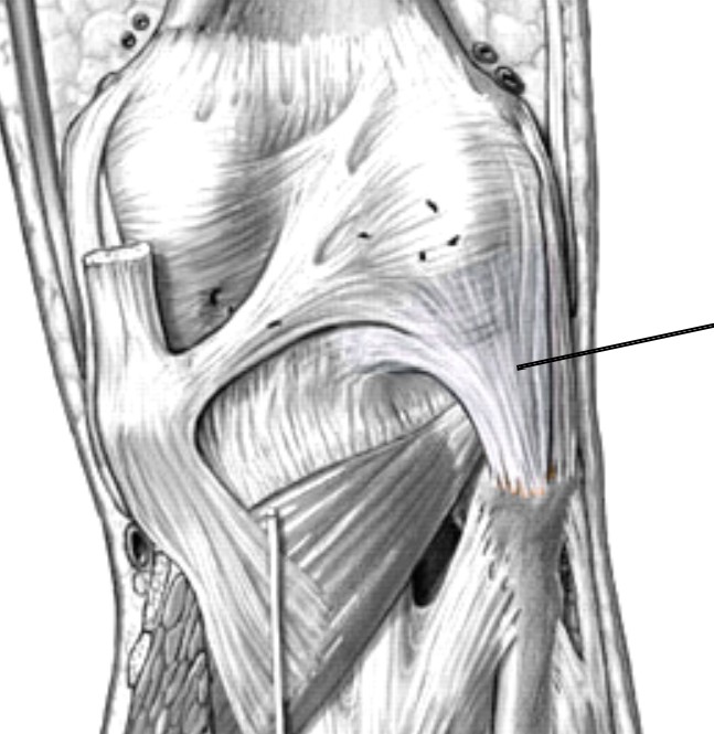 <p>Which ligament of the knee:</p><ul><li><p>Located on posterior side of knee</p></li><li><p>Connects the fibula head to the femur </p></li><li><p>Fan-shaped</p></li></ul><p></p>