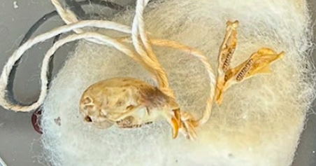 <p>Pine Vole</p><p>Cricetidae</p><p><em>Microtus pinetorum</em></p>