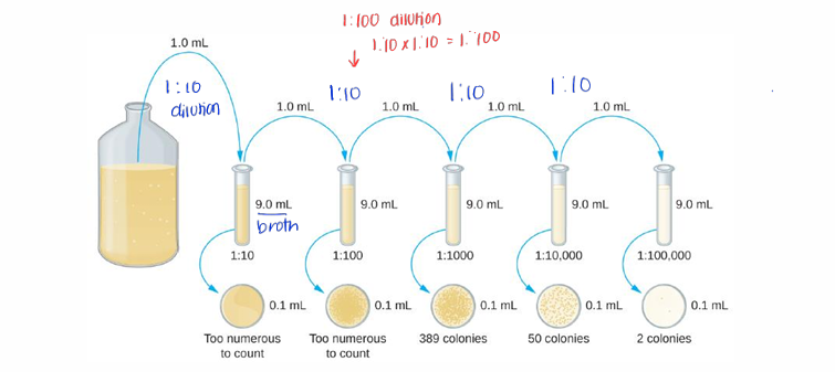 <ul><li><p>taking 1ml from original solution = 1:10 dilution</p></li><li><p>taking 2 ml from original solution = 1: 100 dilution (1:10 × 1:10)</p></li></ul>