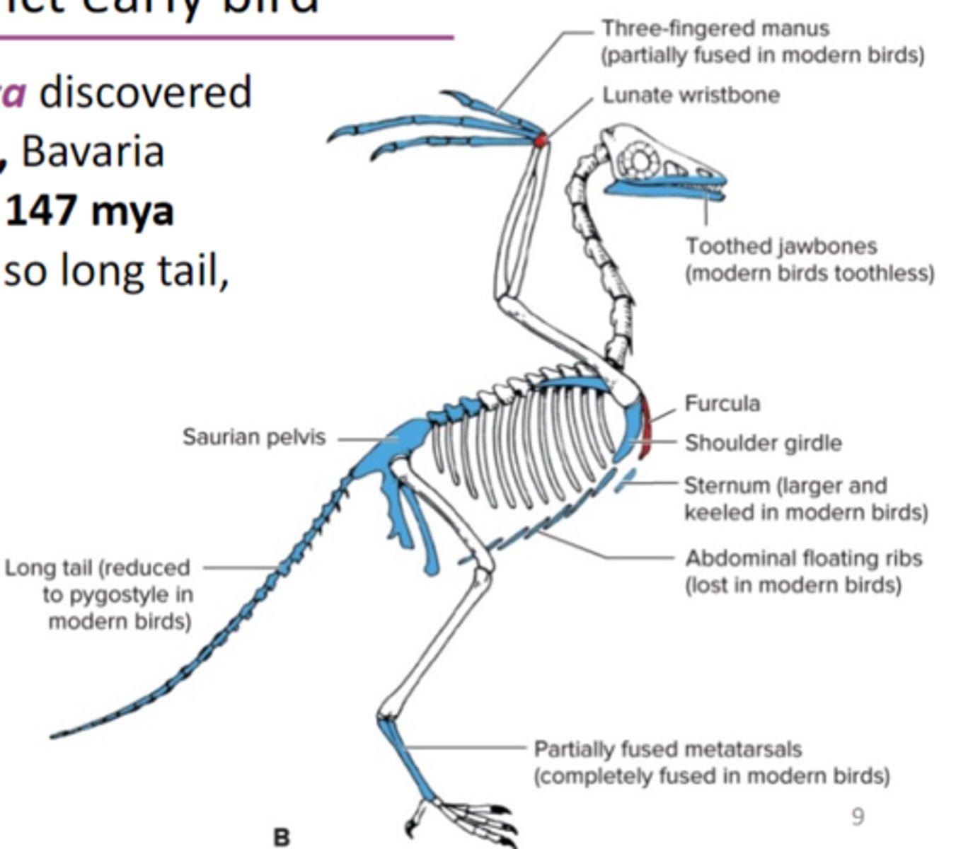 <p>an extinct early bird, famous fossil , special fused wrist bone (lunate wrist bone), and a fused wishbone (furcula)</p>