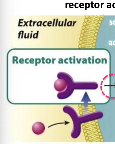 <p>on the surface of cells, these are what intercellular signals usually bind to</p><ul><li><p>signal binds to receptor which is activated by a conformational chage</p></li></ul><p></p>