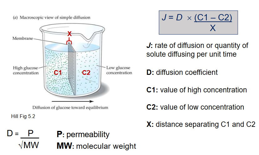 <p>The net rate of diffusion of a solute across a membrane</p>