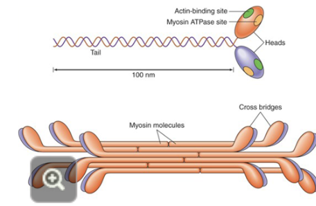 <p><strong>the actin binding site and the myosin ATPase site</strong></p>