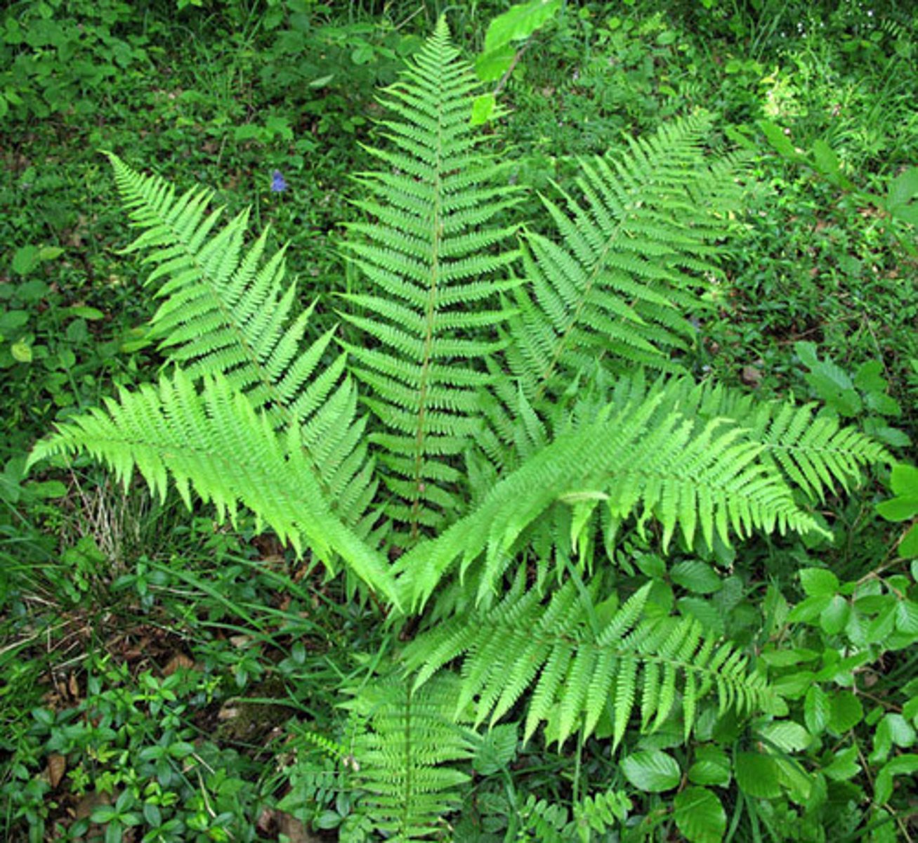 <p>🌿 Grande fougère en touffe.</p><p>🌿 Frondes 50–150 cm, avec sori ronds dessous.</p>