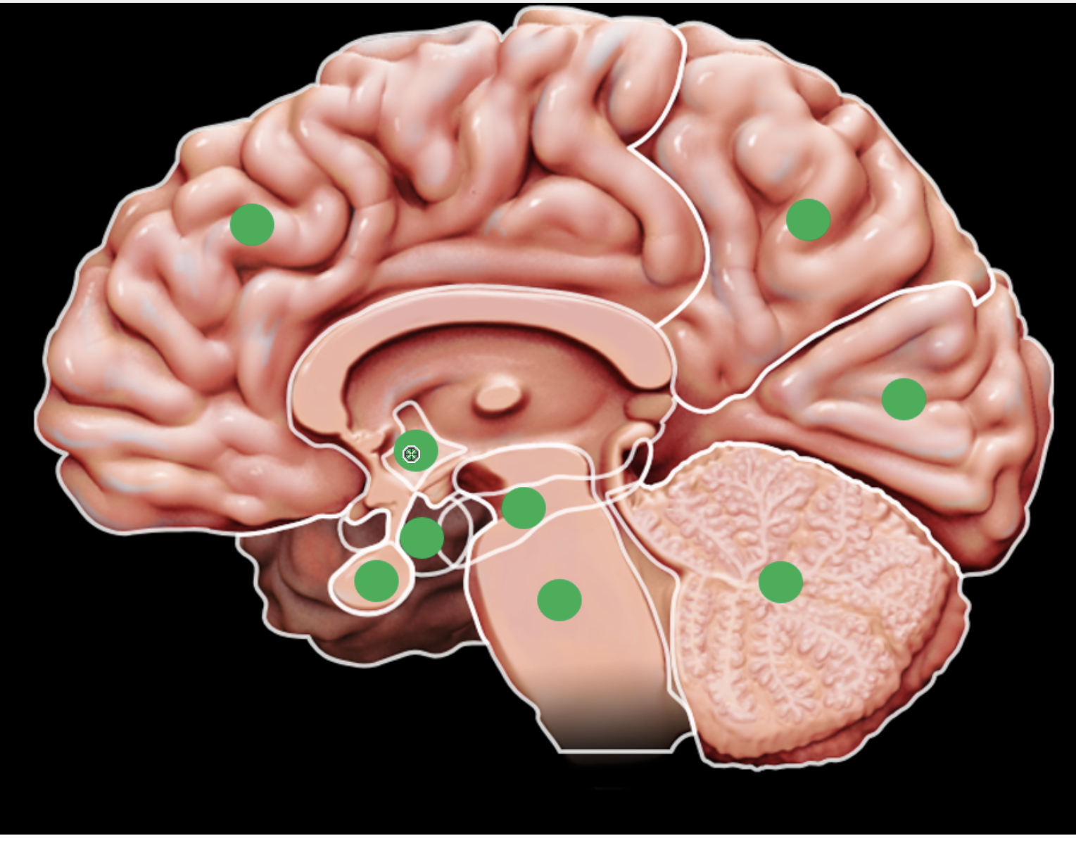 knowt flashcard image