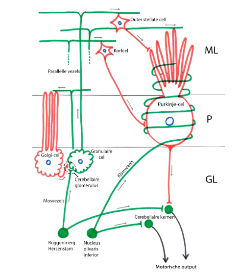 <p>(excitatorisch = groen, inhibitorisch = rood)</p><ul><li><p>Purkinje-cel: ingeschakeld in complex neuronaal circuit</p><ul><li><p>circuit bestaat uit:</p><ul><li><p>2 afferente vezelsystemen (excitatorische klim- &amp; mosvezels)</p></li><li><p>3 inhiberende interneuronen: stellaire cellen, korfcellen &amp; Golgi-cellen</p></li></ul></li></ul><p>→ verbindingen opsplitsen:</p><ul><li><p>inhibitorisch circuit van Purkinje-cellen</p><ul><li><p>mosvezels stimuleren granulaire cellen die met parallelle vezels excitatorische synapsen vormen met:</p><ul><li><p>dendrieten van Purkinje-cellen</p></li><li><p>dendrieten van korfcellen &amp; stellaire cellen</p></li></ul></li></ul></li><li><p>axonen van korfcellen &amp; stellaire cellen: vormen inhibitorische synapsen met Purkinje-cellen</p></li><li><p>inhibitorisch circuit van granulaire cellen:</p><ul><li><p>stimuli van mosvezels worden via parallelle vezels van granulaire cellen overgedragen op dendrieten van Golgi-cellen</p><ul><li><p>Golgi-cellen maken dan inhibitorische synapsen met dendrieten van granulaire cellen</p></li></ul></li></ul></li><li><p>excitatorische input op Purkinje-cellen</p><ul><li><p>klim- &amp; mosvezels → stimuleren Purkinje-cellen via excitatorische synapsen</p></li></ul></li></ul></li></ul><p>→ geheel vormt basiscircuit in cerebellaire cortex</p>
