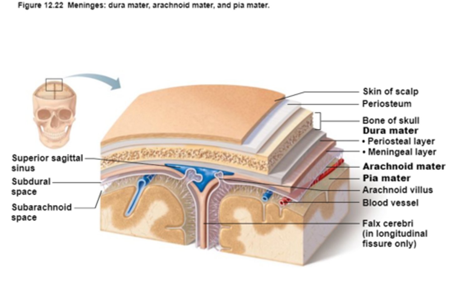 <p>Dura Mater,</p><p>Arachnoid Mater,</p><p>Pia Mater</p>