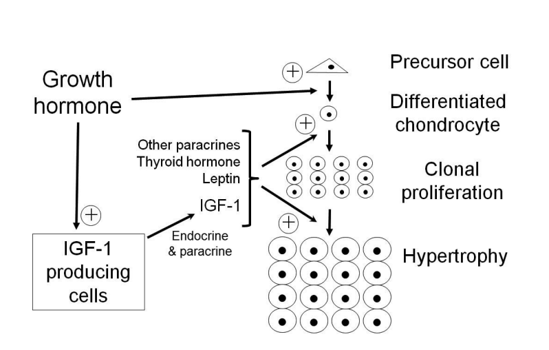 <ol><li><p>Paracrine </p></li></ol><p>and</p><ol start="2"><li><p>Endocrine signal</p></li></ol><p></p><p><em>an ever-expanding number of endocrine, paracrine and autocrine factors</em><strong><em> </em></strong>are being implicated as promoting intracellular growth regulatory pathways</p><p>→ very complicated!</p><p></p><p><em>e.g thyroid hormones, leptin (tells the body there are availbale fat stores)</em></p>