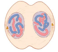 <p>What happens in telephase</p>