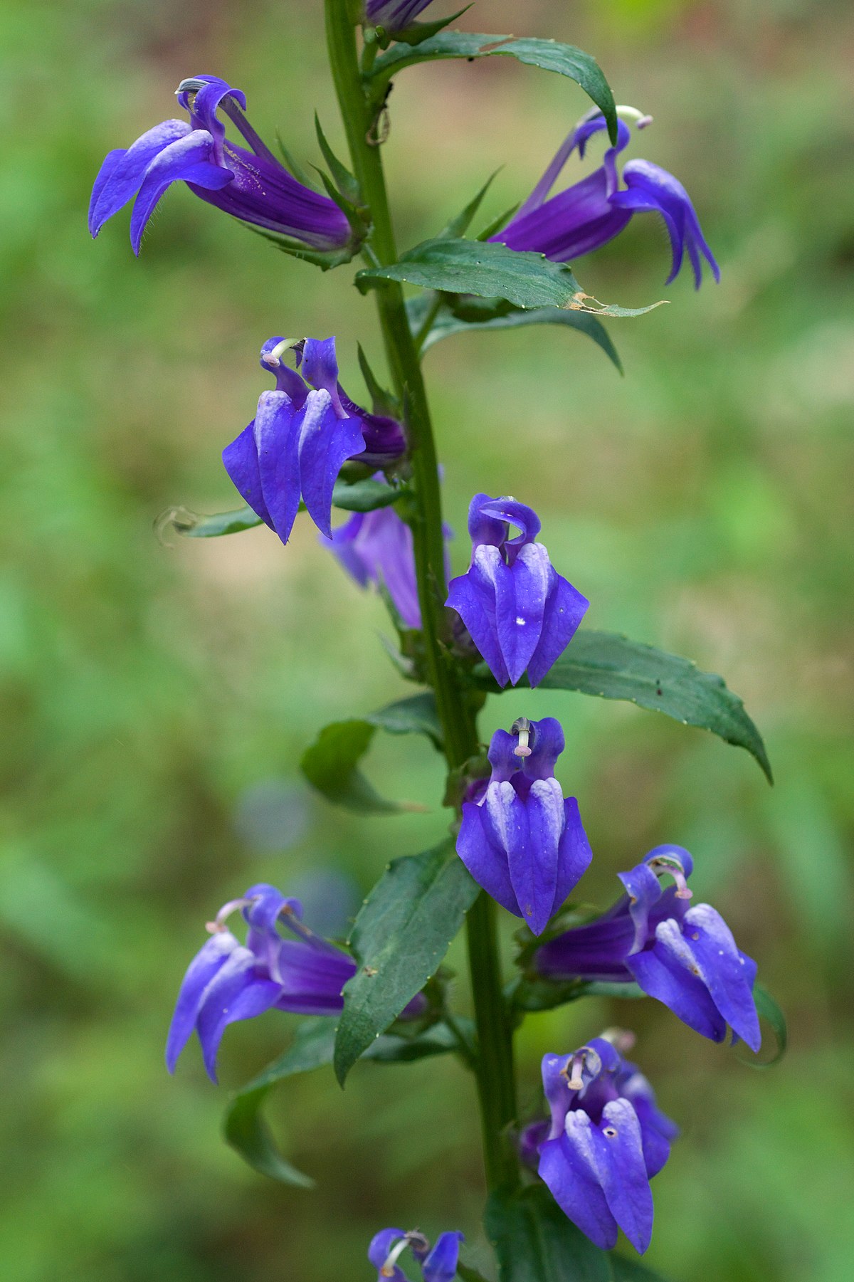 Blue Lobelia