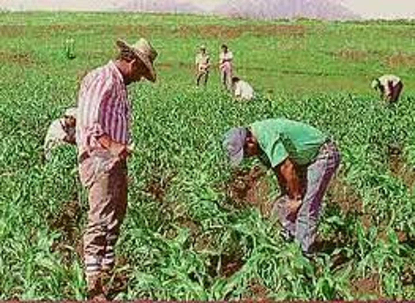 <p>persona que vive y trabaja en el campo</p>