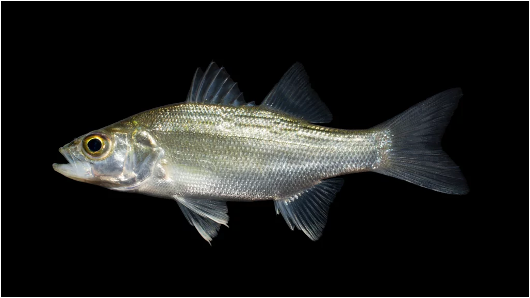 <ul><li><p><em><u>Order</u></em>: Moroniformes</p></li><li><p><em><u>Family</u></em>: Moronidae</p></li><li><p><strong>body form “bass-like” or deeper</strong></p></li><li><p><strong>posterior edge of operculum terminating in a sharp spine</strong></p></li></ul><p></p>