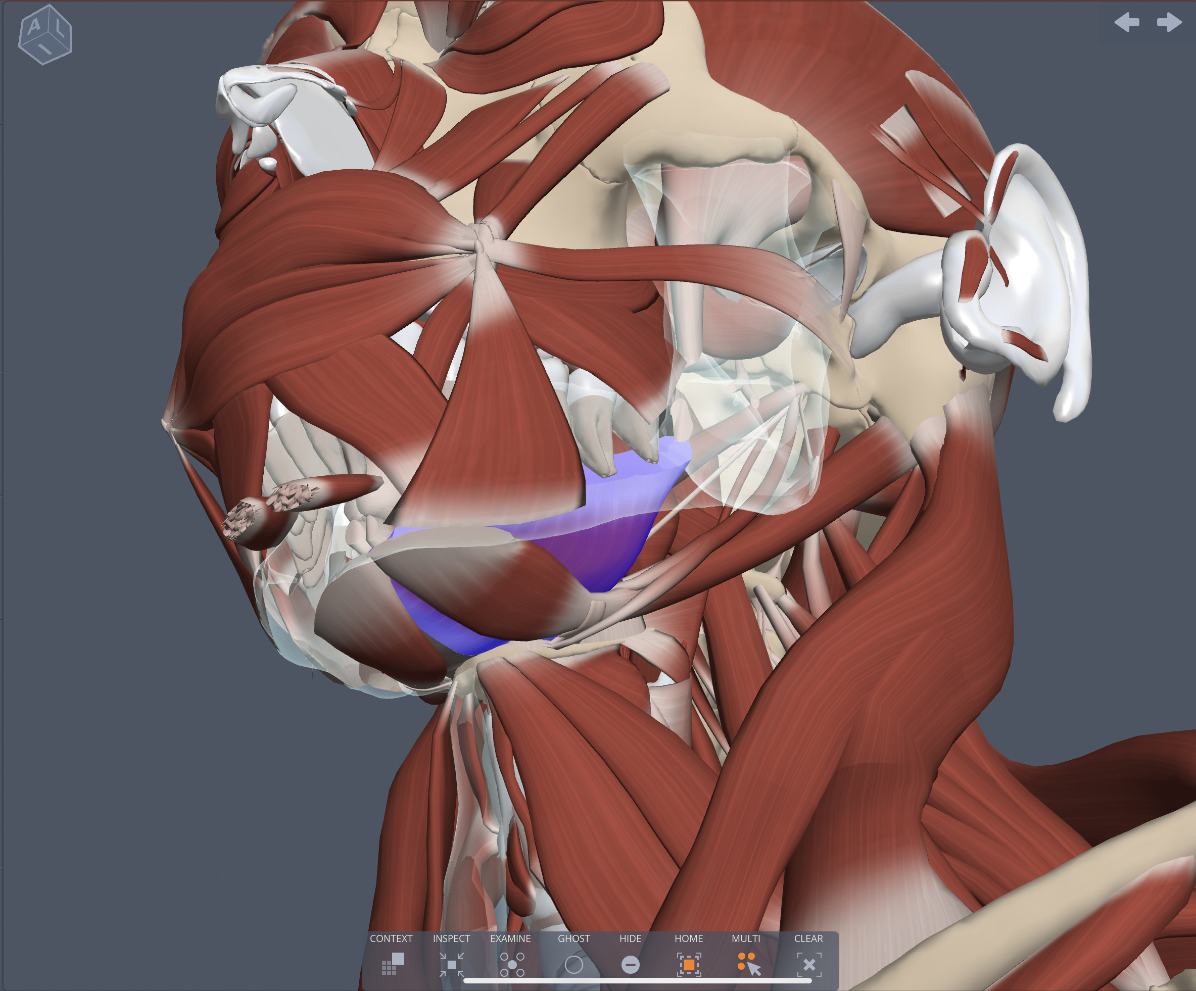 Origin of the Mylohyoid muscle