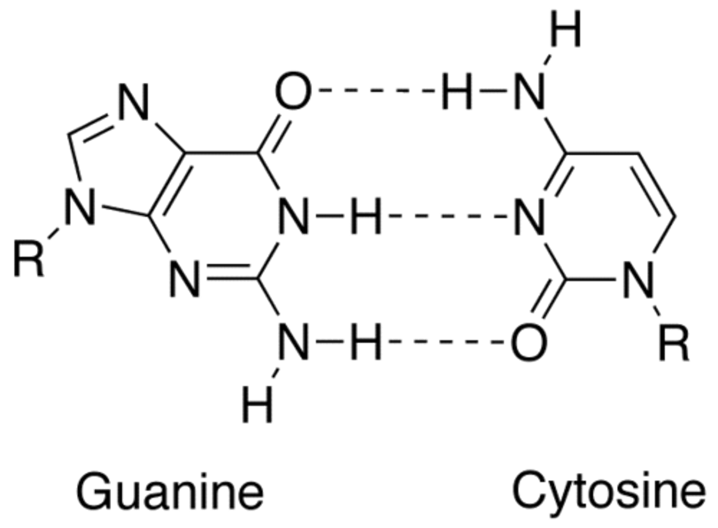 <p>cytosine</p>