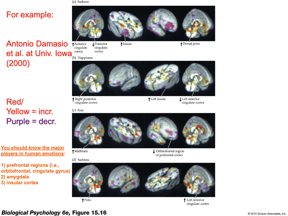 <p><span style="line-height: 20.925px;"><span>Emotions tend not to be localized in distinct parts of the cortex </span></span></p><p class="Paragraph SCXW84464354 BCX4" style="text-align: left;"><span style="line-height: 20.925px;"><span>A single type of emotion increases activity in various parts of the brain – </span></span><span style="line-height: 20.925px; color: red;"><span>but not in one single region </span></span></p>