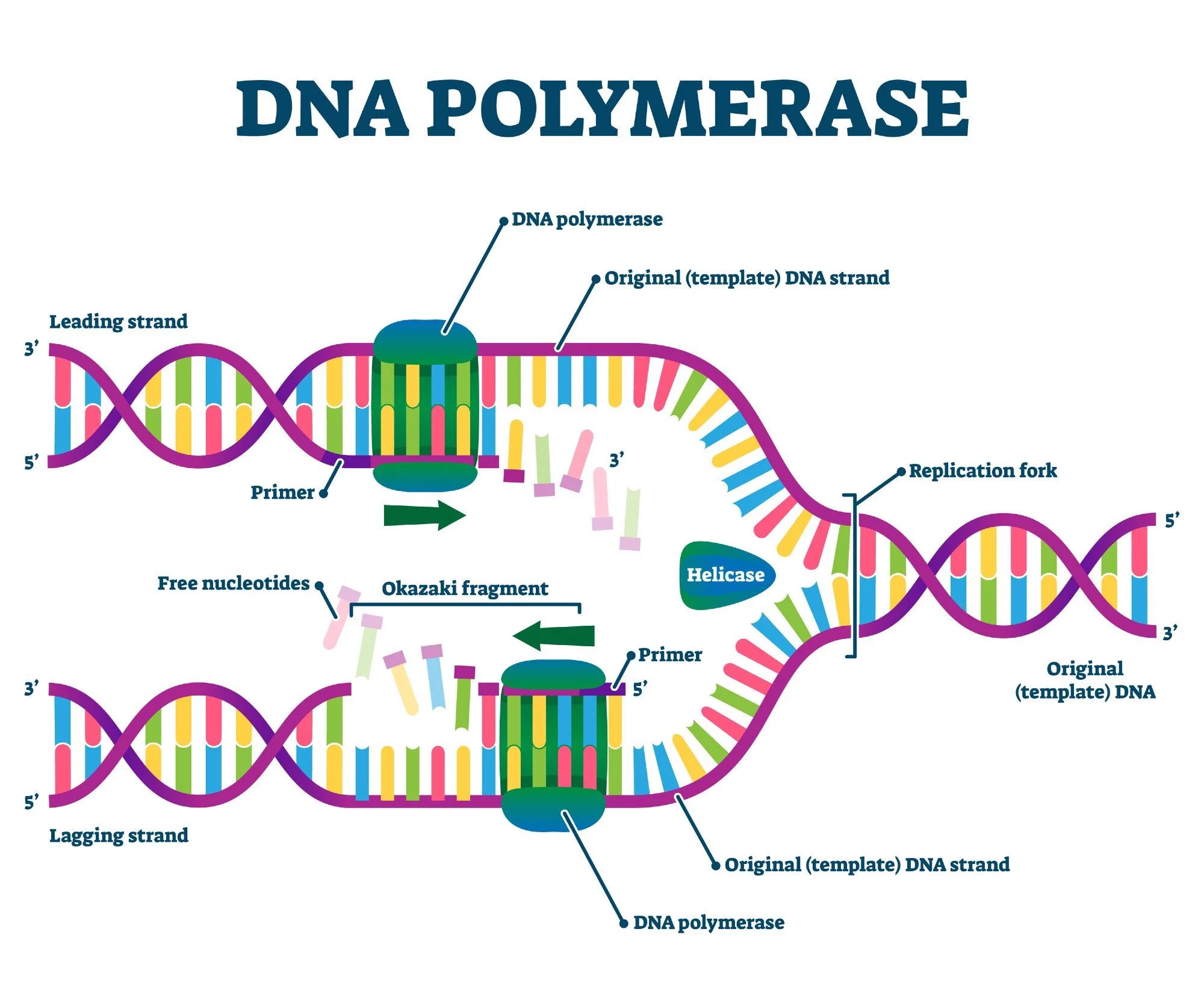 <ul><li><p>builds new DNA off the 3’ ends of the primers - “reads” the old template DNA</p></li><li><p>adds complementary bases in the 5’ → 3’ direction to build new DNA</p></li><li><p>new nucleotides add to the 3’ ends via dehydration synthesis (H + OH → H2O)</p></li><li><p>eventually removed and replaced w/ DNA</p></li></ul>