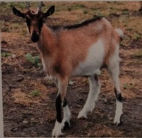 <p>cross between pygmy and nubian goats in us 1985. black stripe down the back. easy to handle and known for a high volume production of millk. milk is high in buterfat, and has a sweet taste that is ideal for making cheese and soap. quality meat that is milder in flavor compared to other goats.</p>
