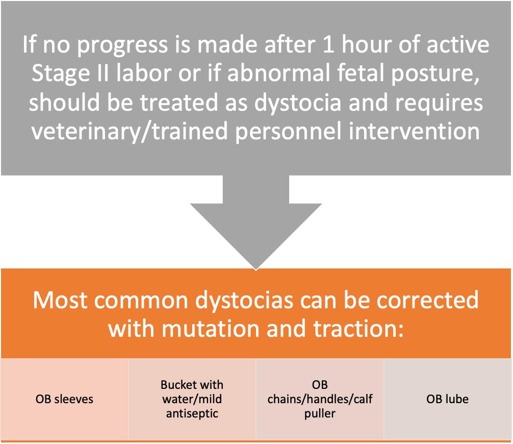 <p>Most common dystocia correction methods</p>