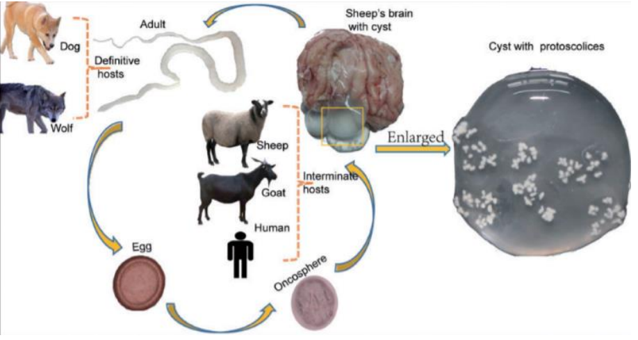 <p>Life cycle: name the parasite and describe:</p>