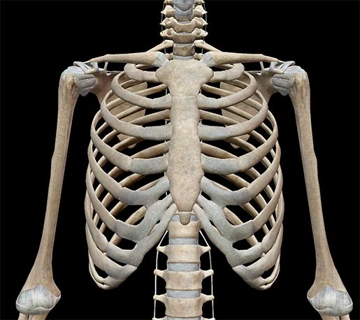 <p>Chest</p>