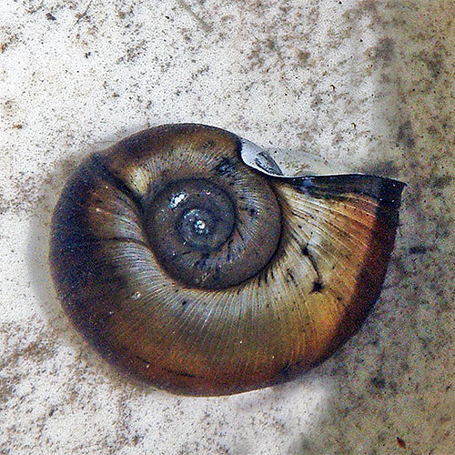 <p>Coiled shell that is often flattened </p>