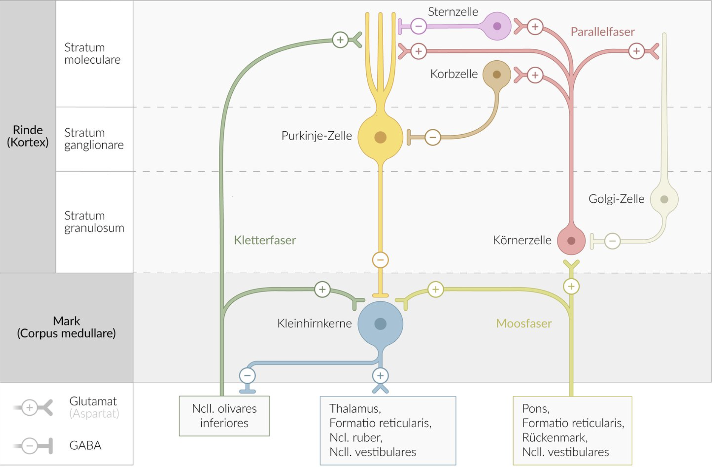 <p>A. Its axon projects to neurons of the cerebellar nuclei.</p>