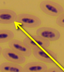 <p>quelle est la structure pouinté</p>