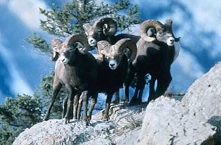 Rocky Mountain big horn sheep
