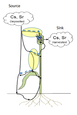 <p><span style="color: rgb(0, 0, 0);"><span>TE intercepted flux (Yellow rings) is the TE flux that is adsorbed or stays on grain, leaves and stem and depends on rainwater interception (driving variable, blue dashed arrows).</span></span><span style="color: rgb(0, 0, 0);"><br></span><span style="color: rgb(0, 0, 0);"><span>→ TE can be fixated, TE Fixated, purple arrow,</span></span><span style="color: rgb(0, 0, 0);"><br></span><span style="color: rgb(0, 0, 0);"><span>that is internal stored (state variable) that depends on the parameter TE grain fixation,</span></span><span style="color: rgb(0, 0, 0);"><br></span><span style="color: rgb(0, 0, 0);"><span>If not fixated, TE stays intercepted or be can wash-offed next rain event.</span></span><span style="color: rgb(0, 0, 0);"><br>→ </span><span style="color: rgb(0, 0, 0);"><span>TE wash-off flux is the TE flux that is washed-off grain, leaves and stem and depends water throughfall flux, a driving variable (blue dashed arrow).</span></span></p>