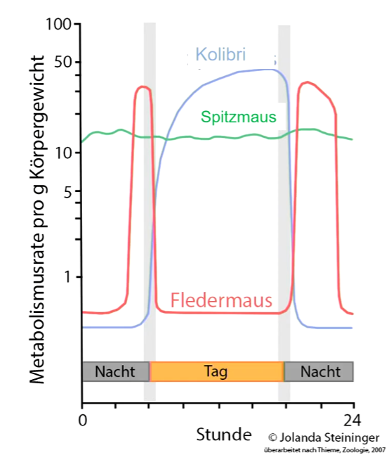 Je nach **Aktivitätszustand** kann die Stoffwechselrate über 1-2 Zehnerpotenzen schwanken. 

Strategie um sparsam mit hoher Stoffwechselrate zu leben ist **Torpor** (= Absenkung des Stoffwechsels, Körpertemperatur, Herzschlag u Atemfrequenz).

**Tageszeitlicher Verlauf** der Metabolismusrate bei Spitzmaus (grüne Linie), Fledermäusen (rote Linie) und Kolibris (blaue Linie). 

In den Ruhephasen wird die Stoffwechselrate bei Kolibris und Fledermaus stark abgesenkt um Energie zu sparen.
