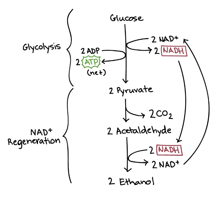 <p>NADH donating its electrons to a derivative of pyruvate, producing ethanol. In this process a carboxyl group is removed from pyruvate after which it turns into acetaldehyde and after accepting 2 electrons from NADH and turning it into NAD+ acetaldehyde turns into ethanol.</p>