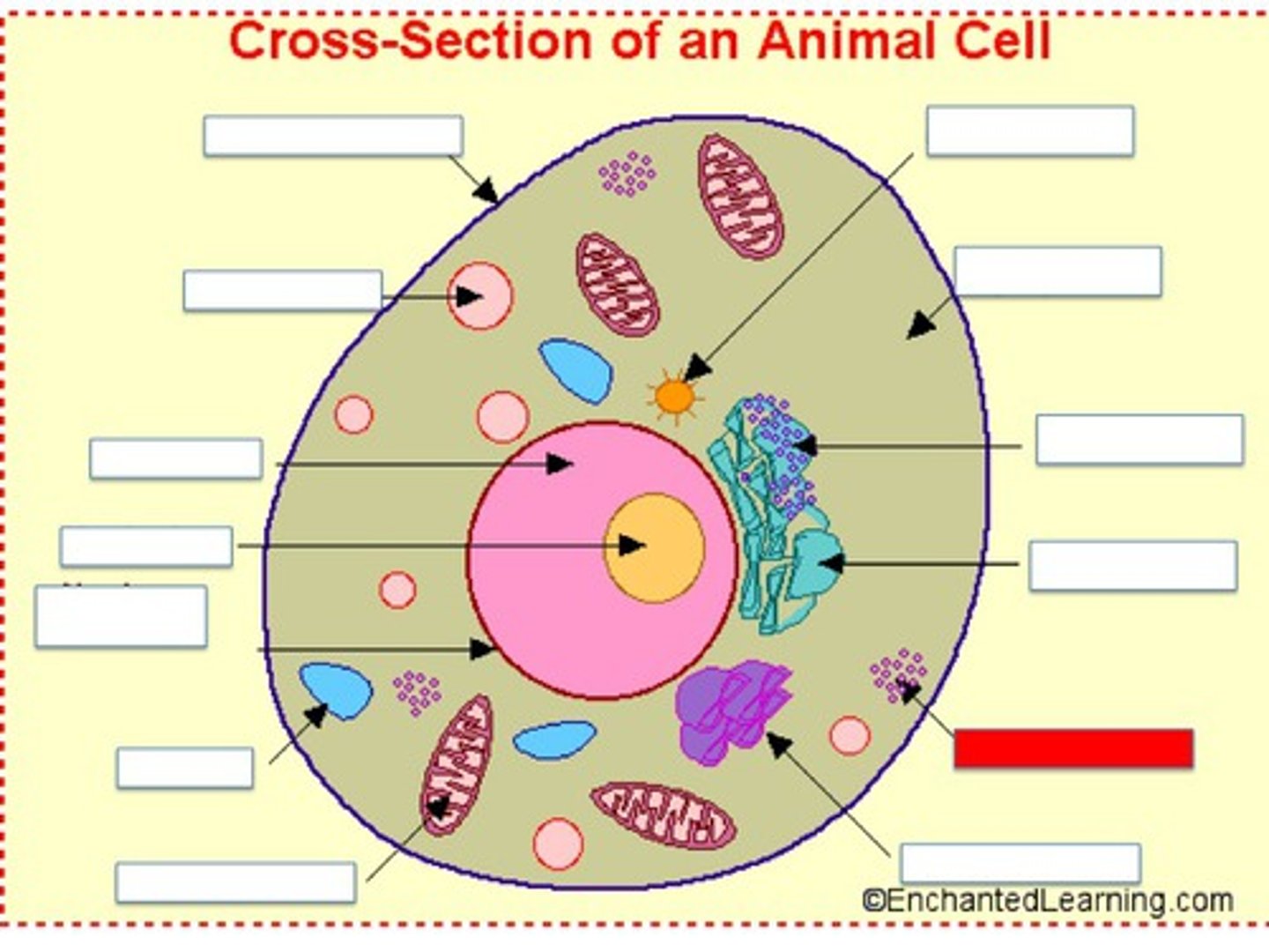 <p>transport proteins</p>