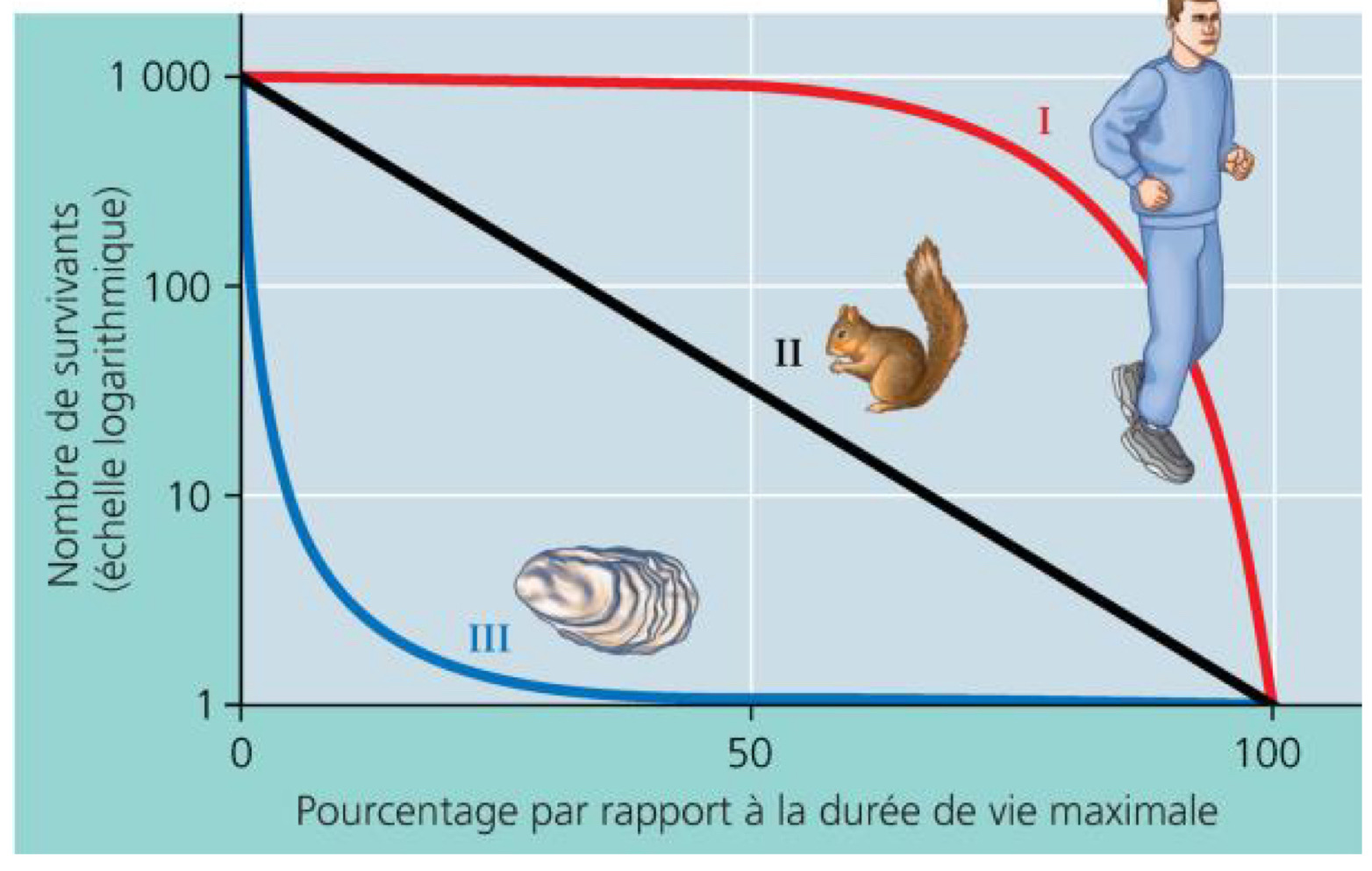 <p><span>Type I : faible taux de mortalité chez les jeunes et les adultes. Forte mortalité chez les individus âgés (mammifères)</span></p><p><span>Type II : taux de mortalité constant au cours de la vie (rongeurs, lézards, plantes annuelles)</span></p><p><span>Type III : taux de mortalité élevé chez les jeunes et faible par la suite (plantes, poissons, insectes)</span></p>