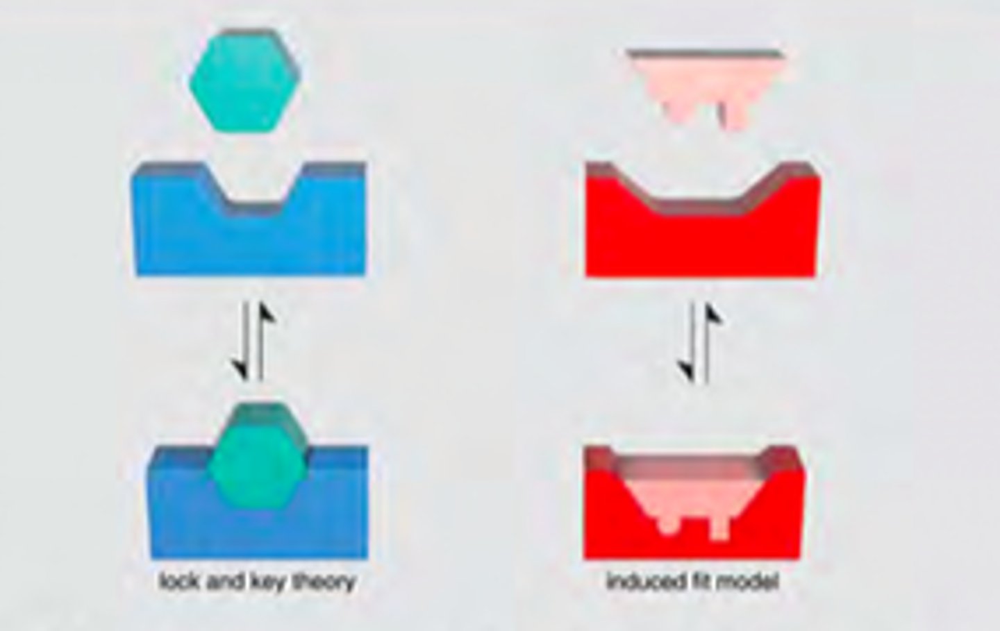 <p>Lock & Key is the idea that only the correct sized substrate (key) fits into the active site (key hole). So only the correct key(substrate) opens a certain lock (enzyme).</p><p>Induced Fit Model is the idea that the substrate plays a role in determining the final shape of the enzyme and that the enzyme is partially flexible. Only the proper substrate is capable of inducing the proper alignment of the active site.</p>