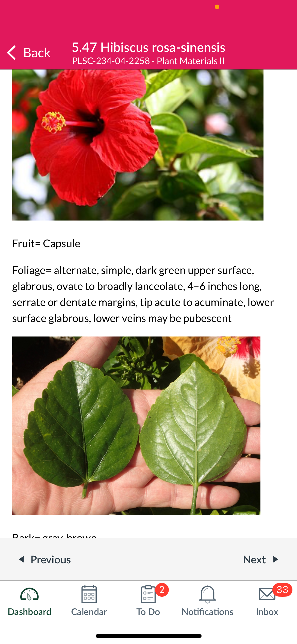 <p>Hibiscus rosa-sinensis</p>