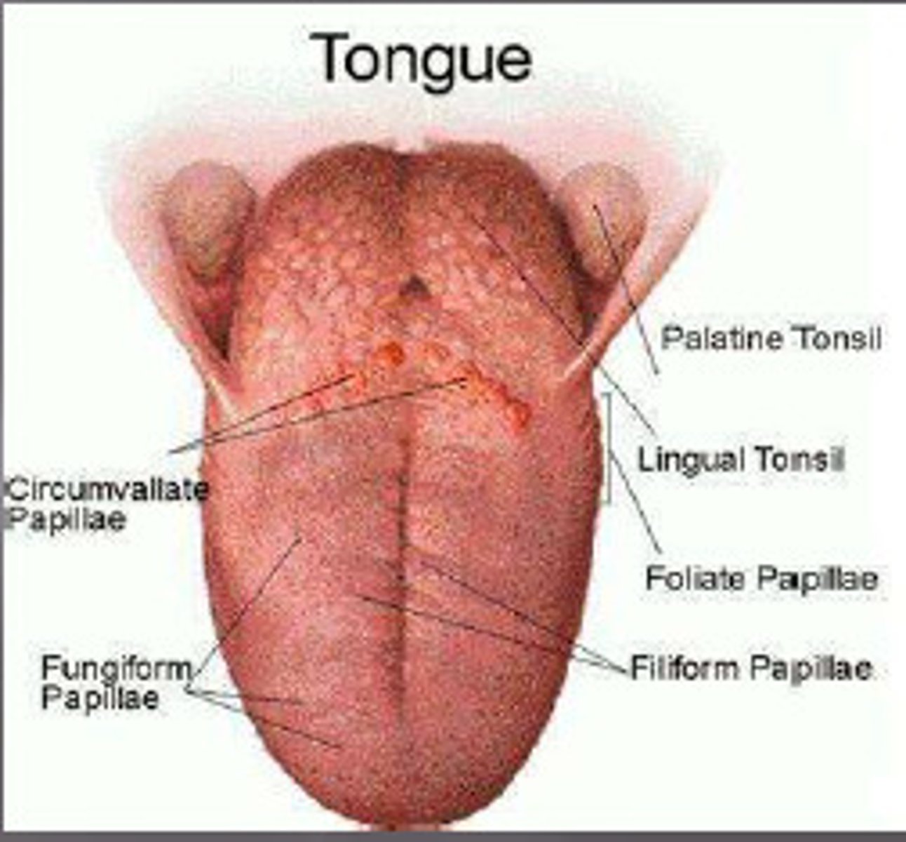 <p>- foliate <br>- vallate<br>- filiform<br>- fungiform</p>