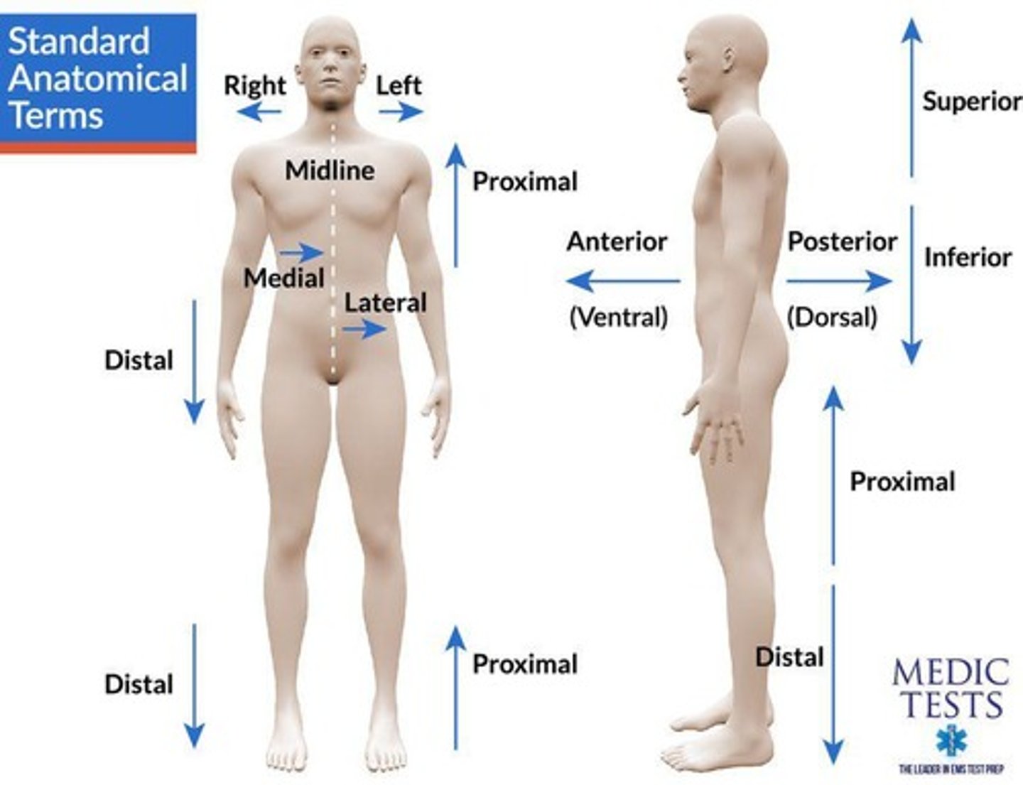 <p>Terms used to describe the front (anterior) and back (posterior) of the body.</p>