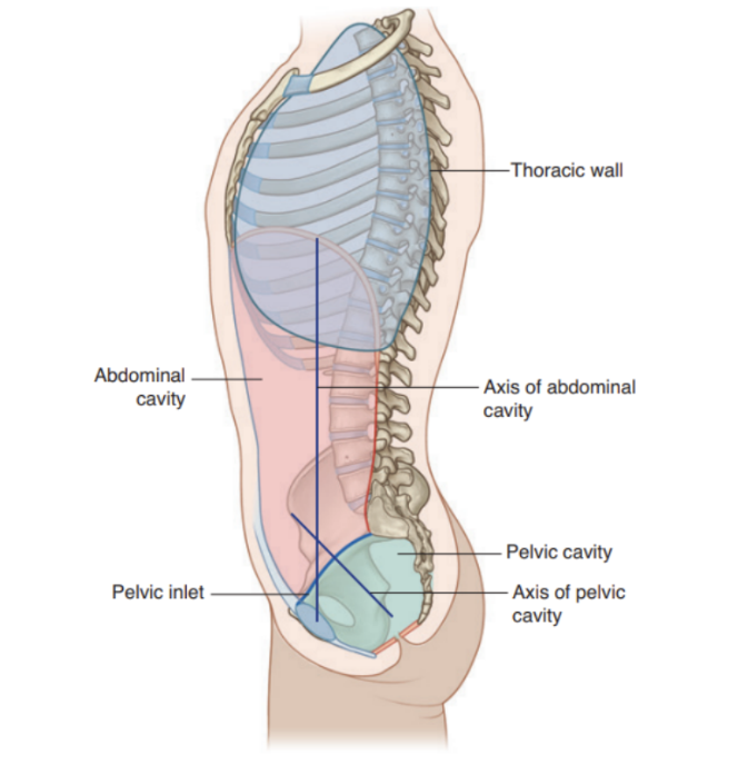 <p>Because of how sacrum &amp; attached pelvic bones are angled posteriorly, the pelvic cavity is not oriented on same vertical plane as abdominal cavity — instead projects posteriorly, with inlet opening anteriorly &amp; somewhat superiorly </p>