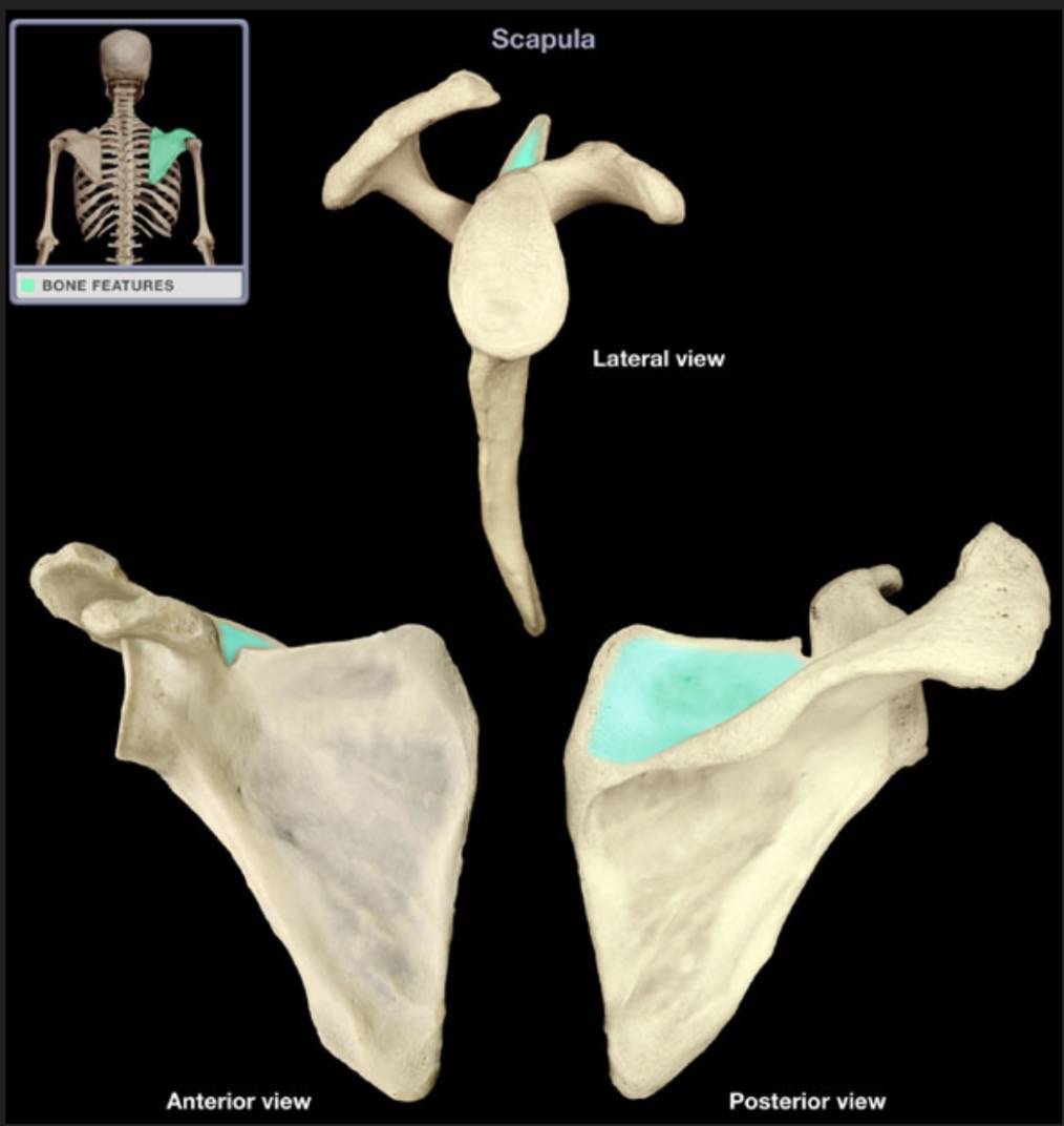 <p><span style="font-family: Arial, sans-serif; color: rgb(45, 59, 69)">depression on the posterior surface of the scapula superior to the spine</span></p>