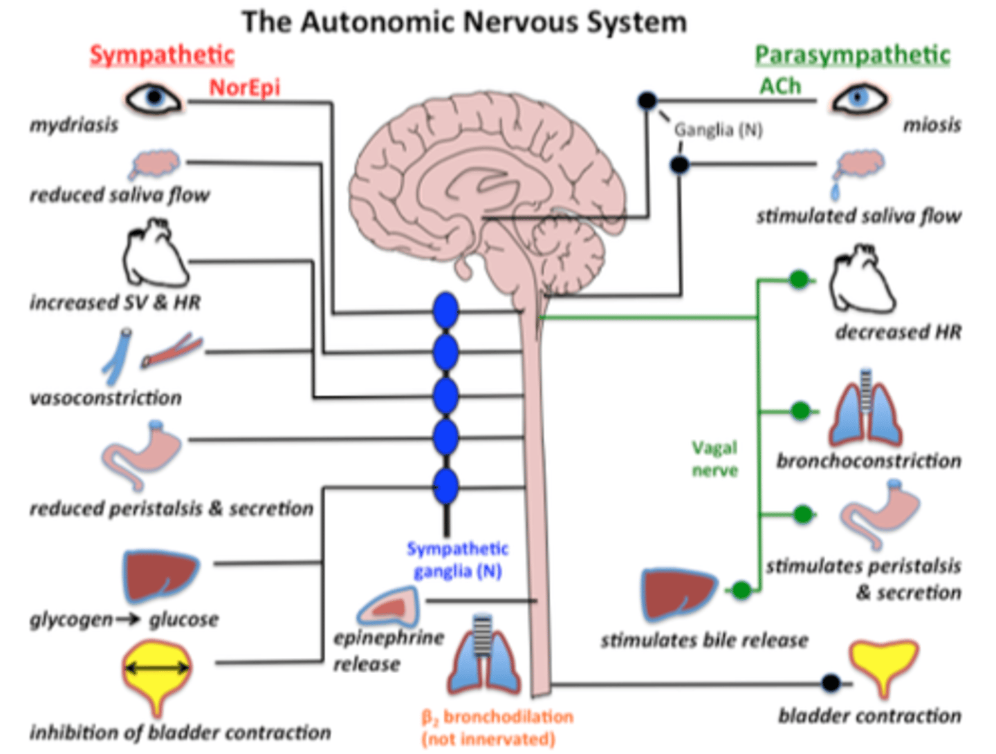 <p>sympathetic nervous system and parasympathetic nervous system</p>