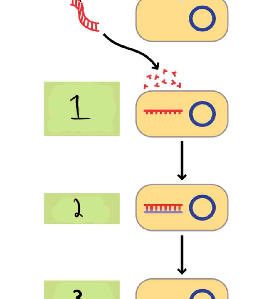 <p>Transformation Process</p>