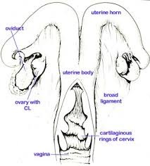 Uterine lumen: where the egg develops
Endometrium: glandular tissue where nutrients are synthesized and secreted into the lumen
Myometrium: muscle surrounding the uterus