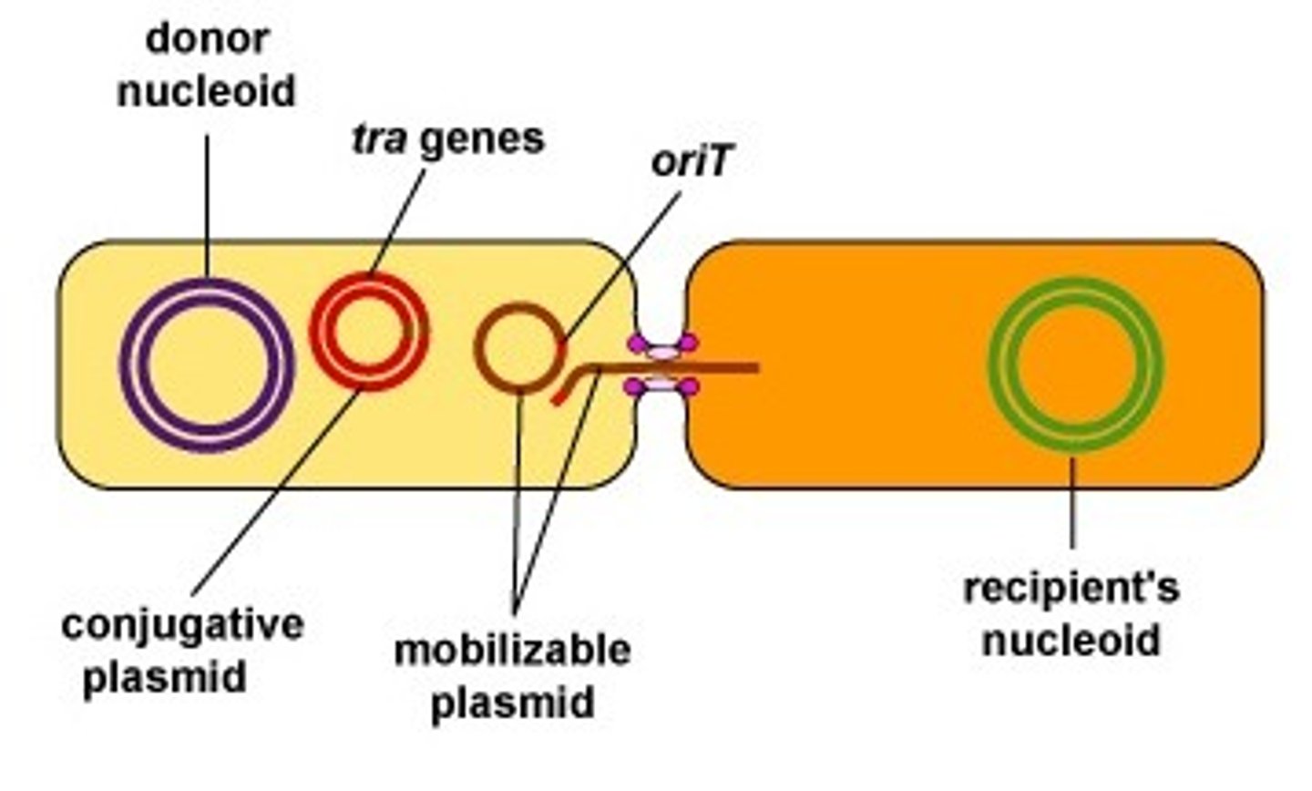 <p>chromosomes or</p><p>plasmids</p><p>(Note: allows recombination</p><p>to occur)</p>
