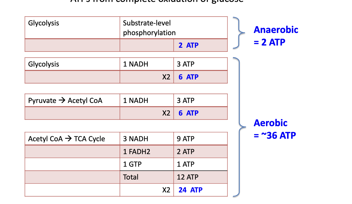 <p>anaerobic</p><ul><li><p>glycolysis → 2 ATP</p></li></ul><p>aerobic</p><ul><li><p>glycolysis → 1 NADH generates 3 ATP → 2 NADH so 6 ATP</p></li><li><p>pyruvate → acetyl coA</p><ul><li><p>1 NADH generates 3 ATP → 2 NADH so 6 ATP</p></li></ul></li><li><p>acetyl coA → TCA cycle</p><ul><li><p>3 NADH → 9 ATP</p></li><li><p>1 FADH<sub>2</sub> → 2 ATP</p></li><li><p>1 GTP → 1 ATP</p></li><li><p>total 12 ATP but whole thing goes through twice because 2 pyruvate molecules so 2 acetyl coA</p></li></ul></li><li><p>total for aerobic = 36 ATP</p></li></ul><p></p><p></p>