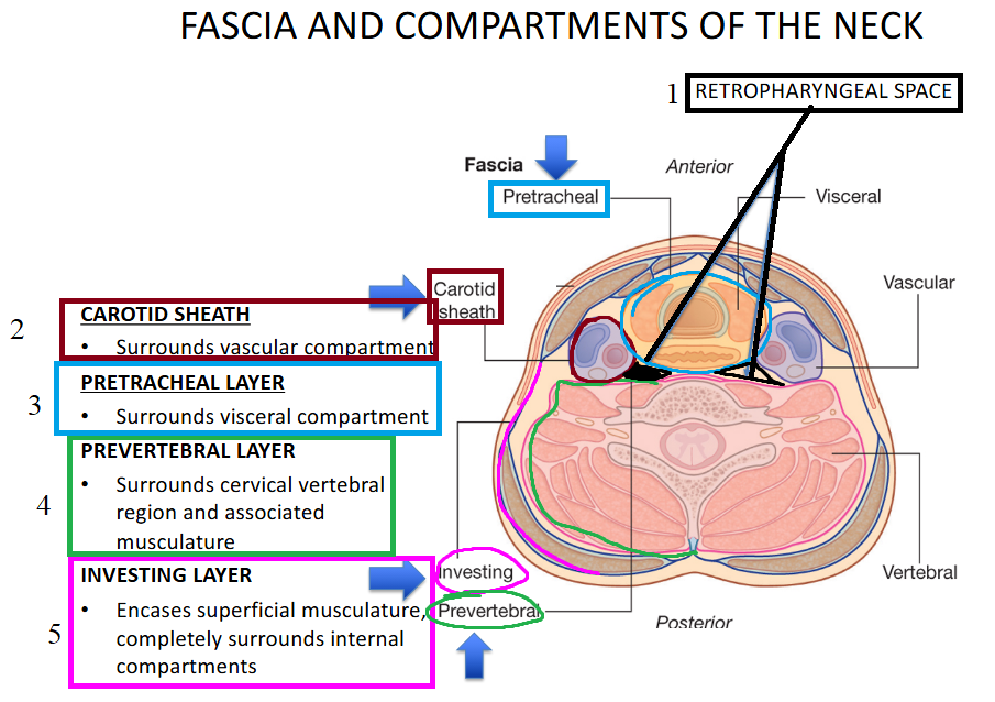<p><span style="color: yellow"><strong>1) Retropharyngeal space</strong></span></p><p></p><p><span style="color: yellow"><strong>2) Carotid sheath</strong><br></span>- surrounds vascular compatemnt</p><p></p><p><span style="color: yellow"><strong>3) Pretracheal layer</strong></span><br>- surrounds visceral component (esophagus, trachea)</p><p></p><p><span style="color: yellow"><strong>4) Prevertebral layer</strong></span><strong><br></strong>- surrounds cervical vertebrae</p><p></p><p><span style="color: yellow"><strong>5) investing layer<br></strong></span>- encase superficial muscles + internal compartments</p>
