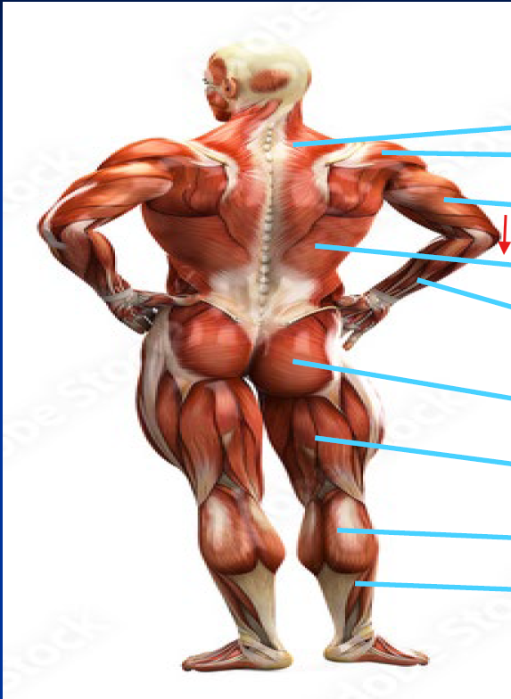 <p>What is this Muscle?</p>